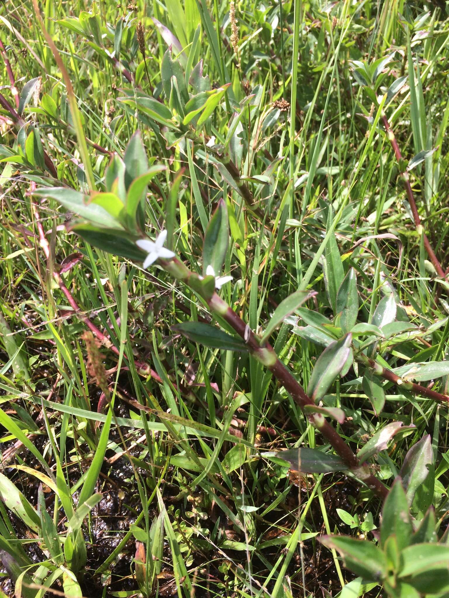 Image of Diodia saponariifolia (Cham. & Schltdl.) K. Schum.