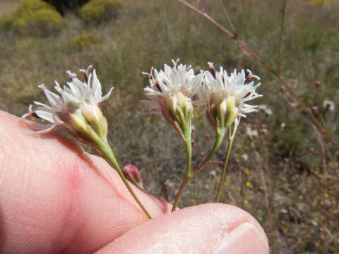 Image of Wright's thimblehead