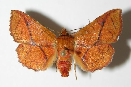 Image of <i>Pentina flammans</i> Hampson 1906