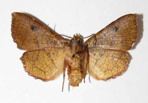Image of <i>Pentina flammans</i> Hampson 1906