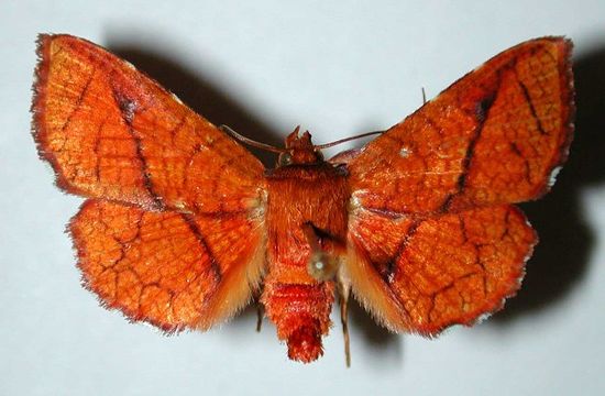 Image of <i>Pentina flammans</i> Hampson 1906