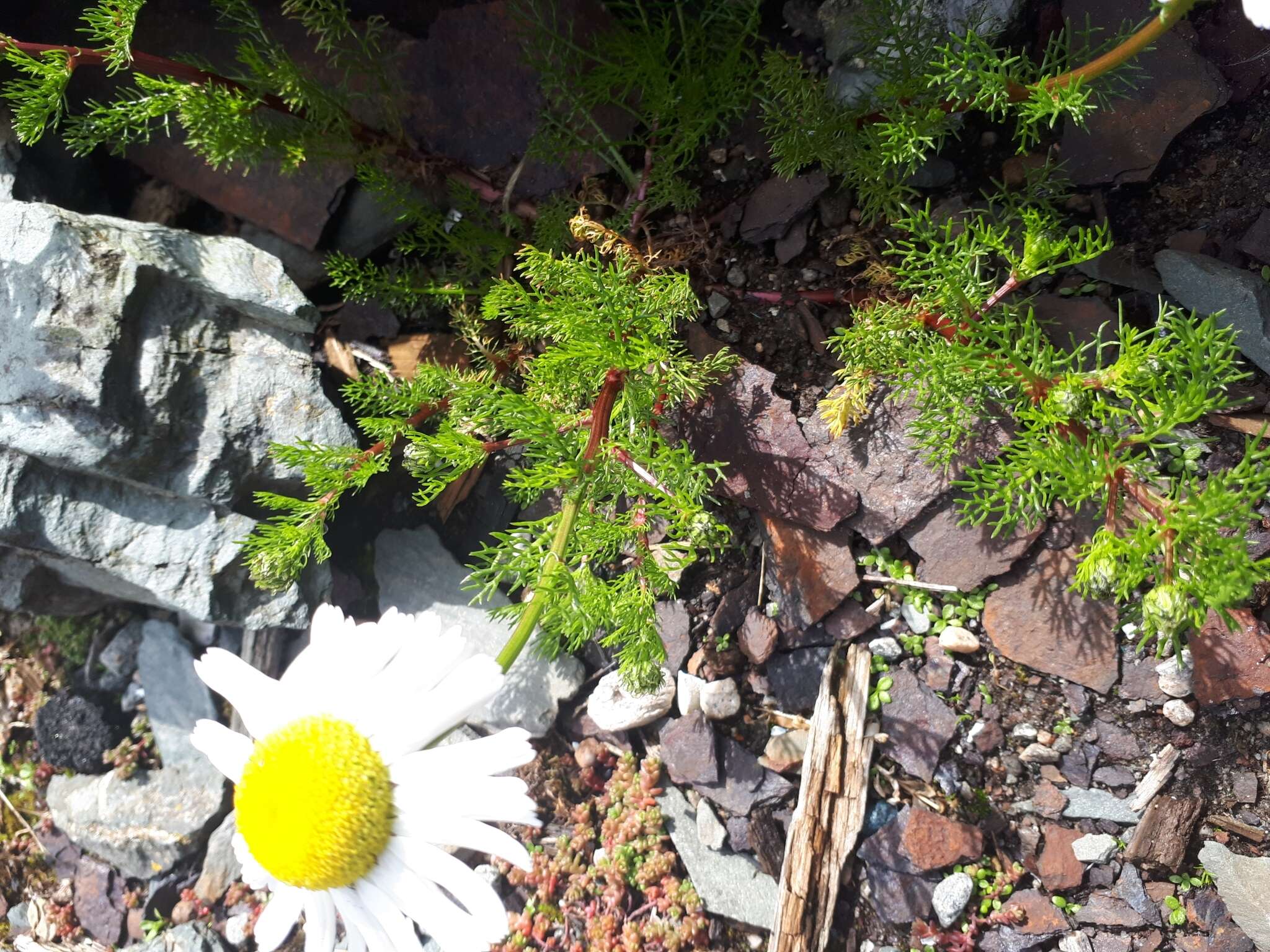 صورة Tripleurospermum maritimum (L.) Koch