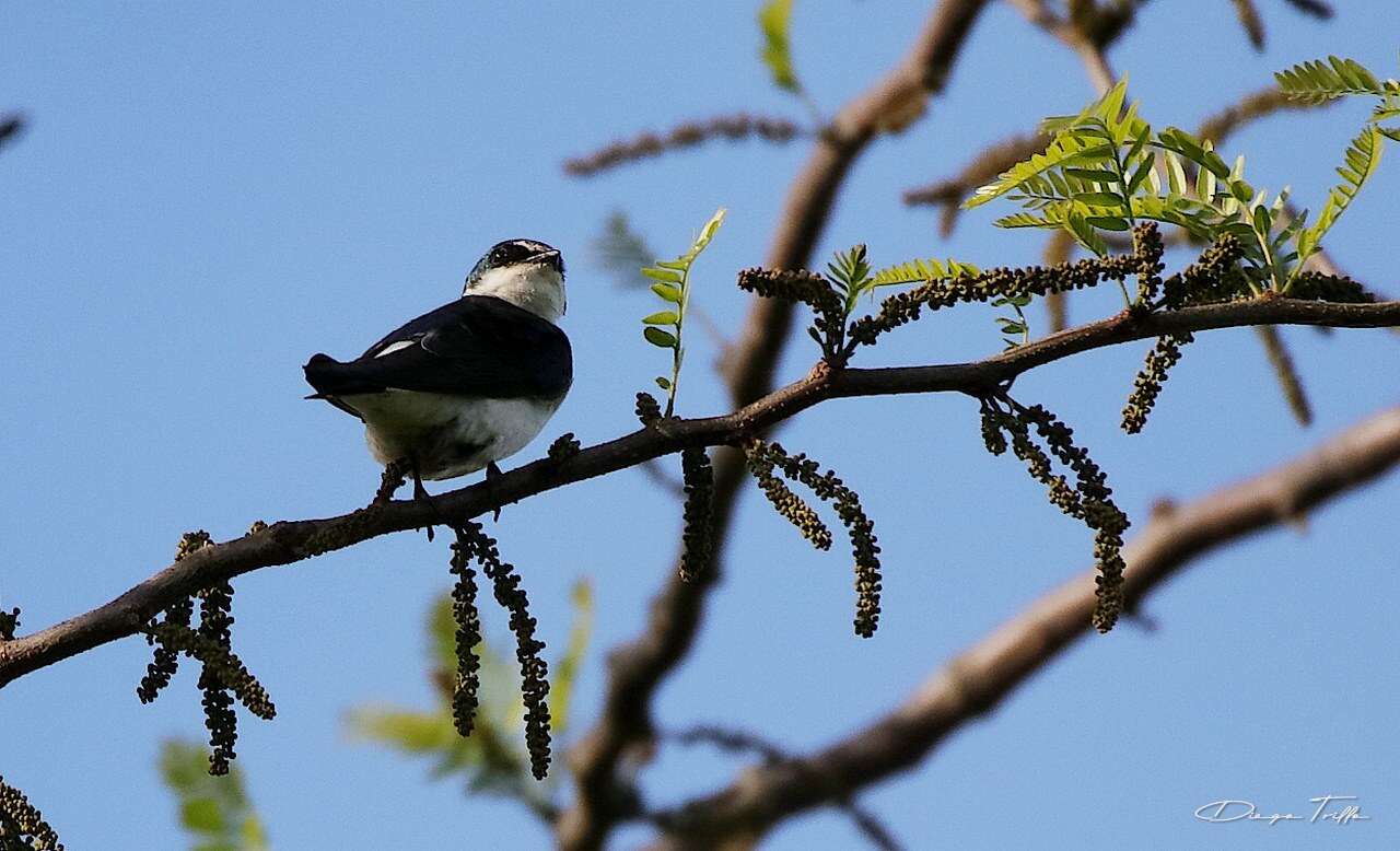 Tachycineta leucorrhoa (Vieillot 1817) resmi