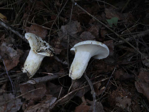 Image of Lactifluus bertillonii (Neuhoff ex Z. Schaef.) Verbeken 2011