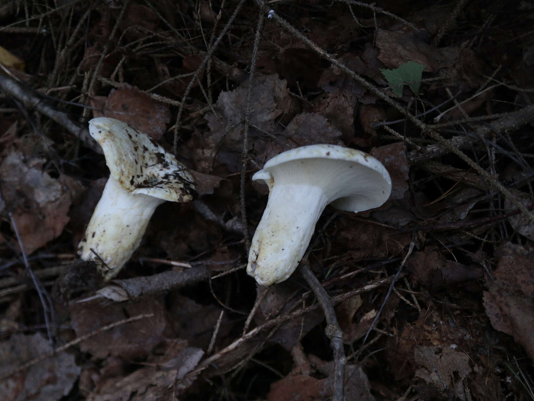 Plancia ëd Lactifluus bertillonii (Neuhoff ex Z. Schaef.) Verbeken 2011