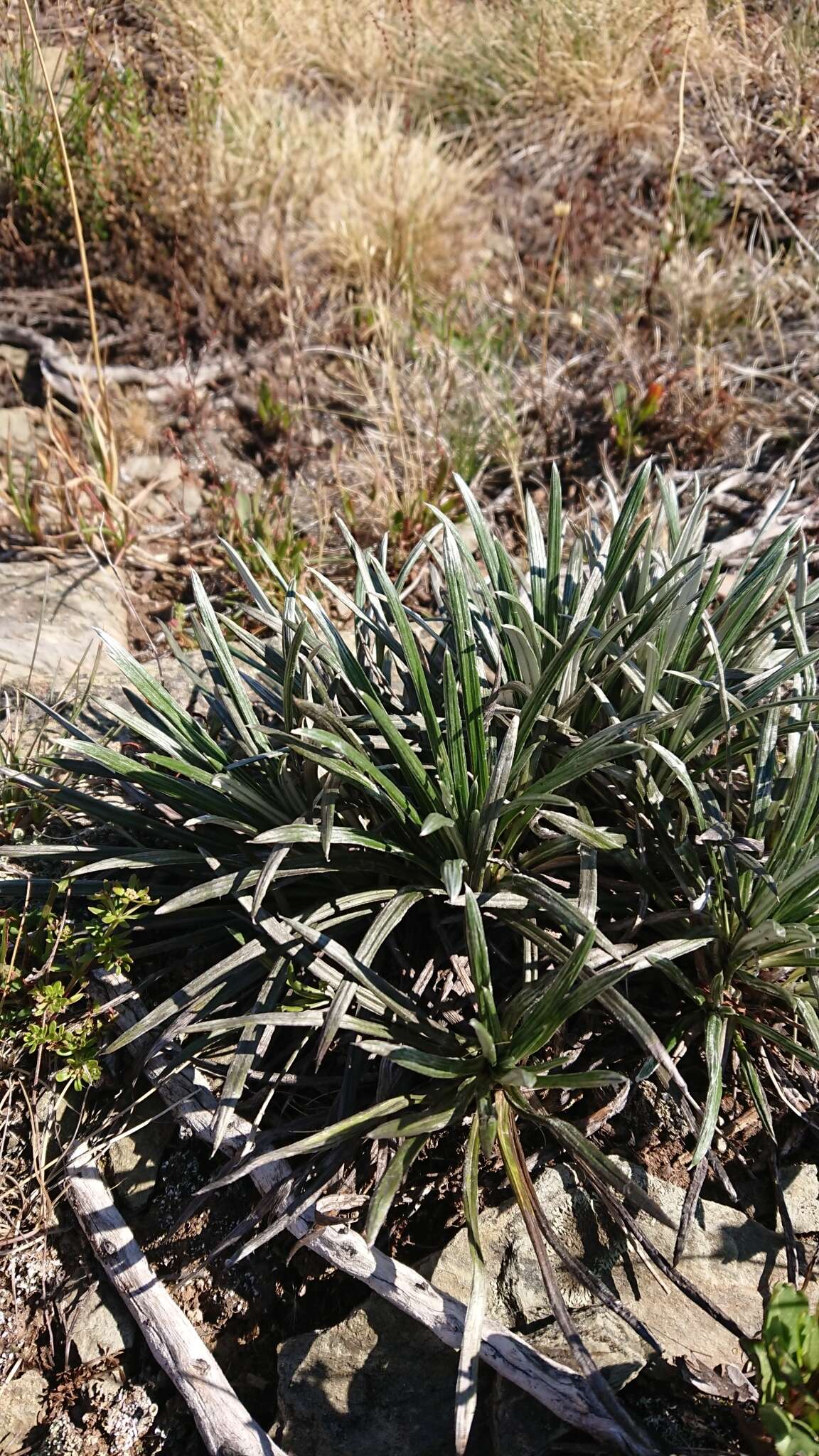 Image of Celmisia costiniana M. Gray & D. R. Given