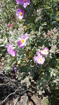 Imagem de Cistus albidus L.