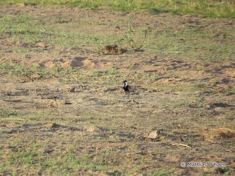 Image of spur-winged lapwing