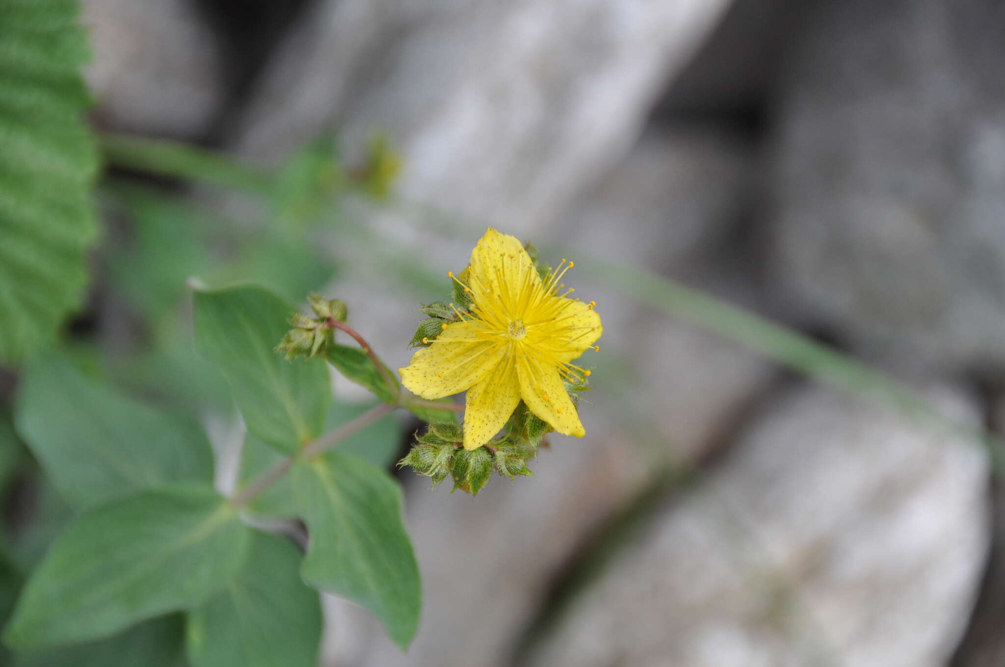 Image of Hypericum richeri subsp. richeri