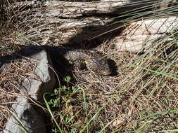 Image of Tiliqua rugosa aspera Gray 1845