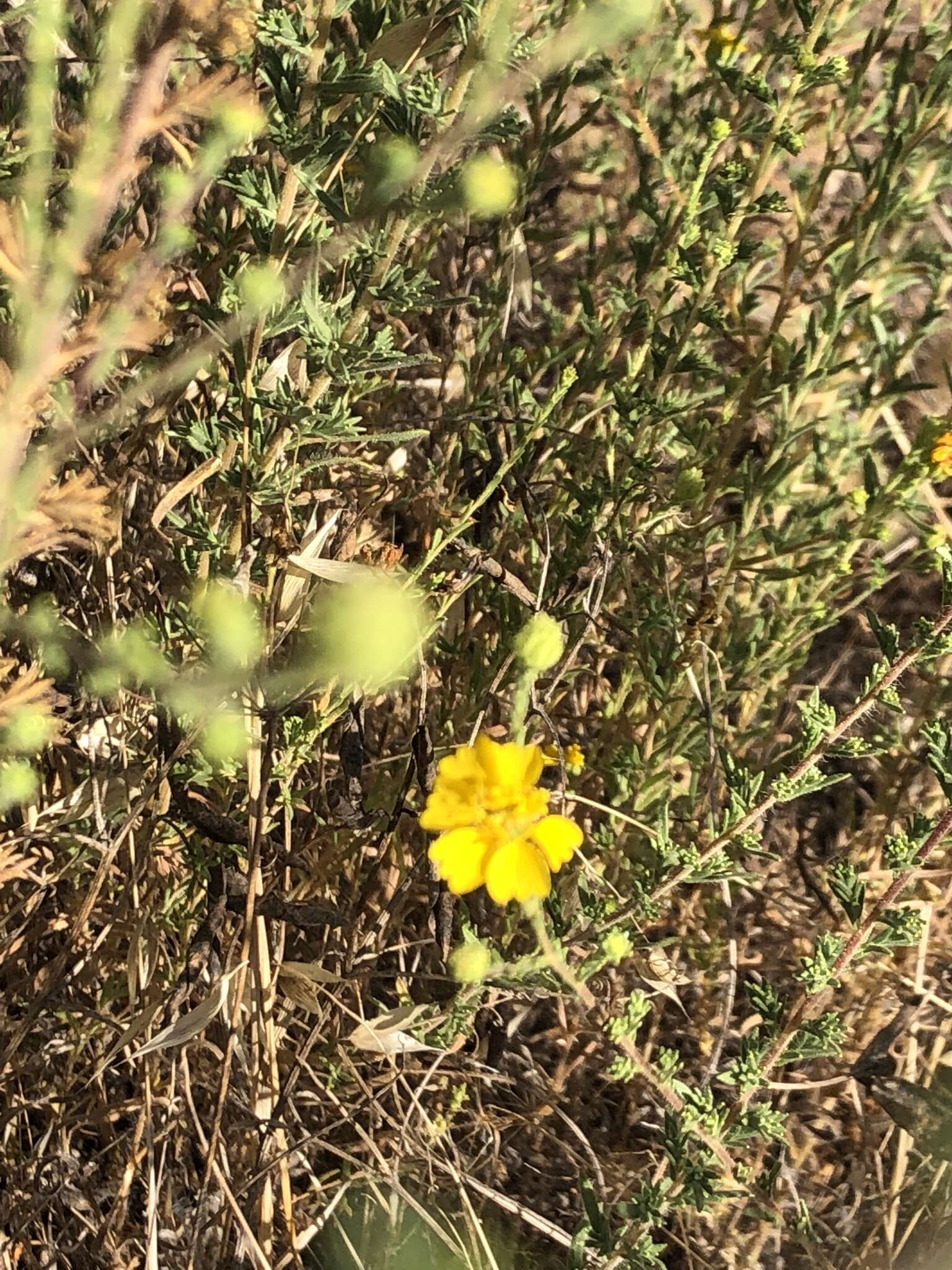 Image of Heermann's tarweed