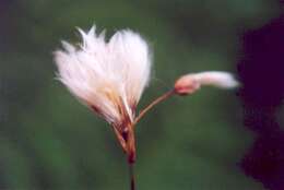 Image of Few-Nerve Cotton-Grass