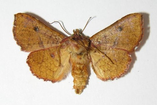 Image of <i>Pentina flammans</i> Hampson 1906