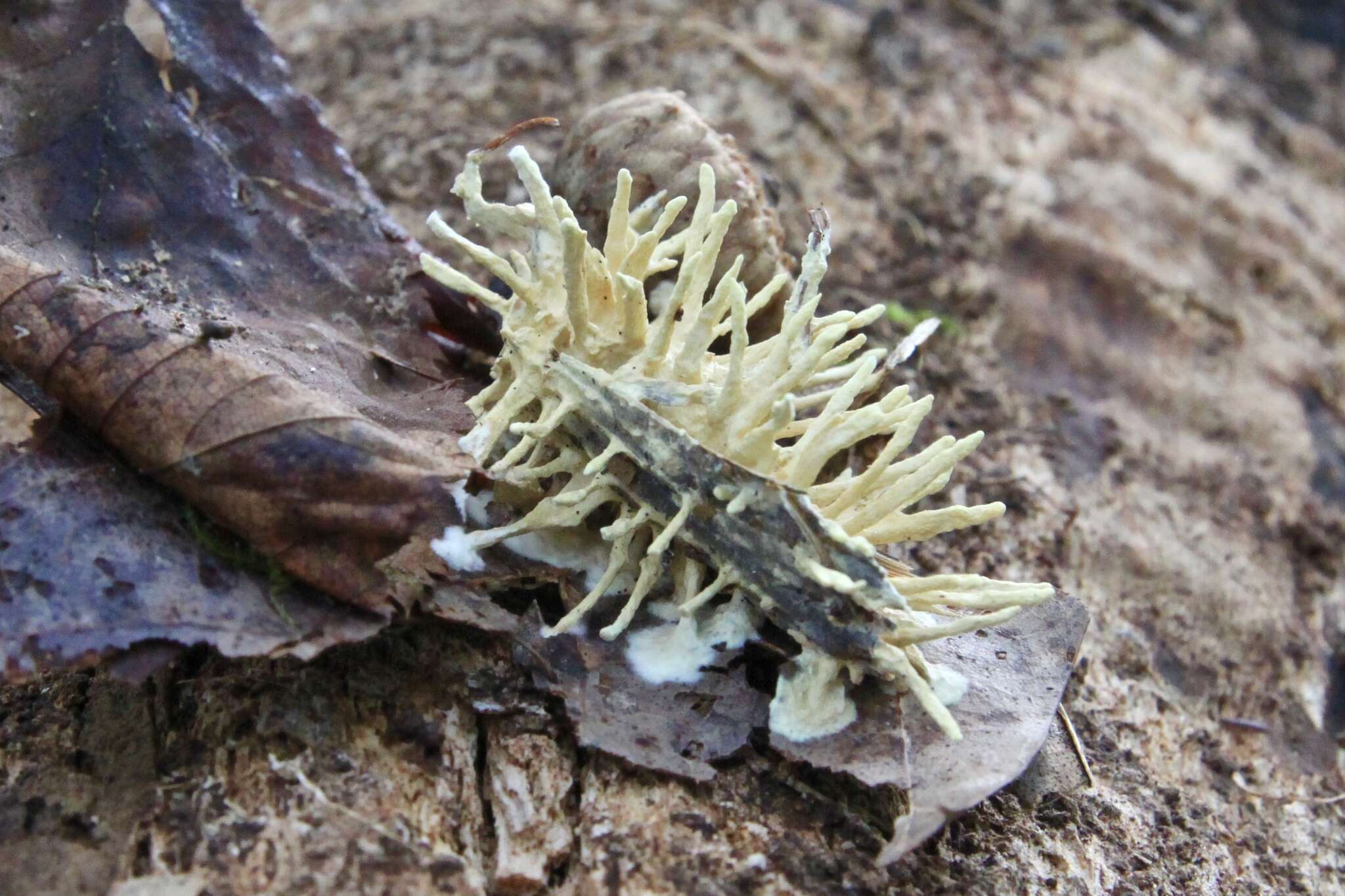 Image of Akanthomyces aculeatus Lebert 1858