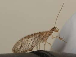 Слика од Micromus tasmaniae (Walker 1860)