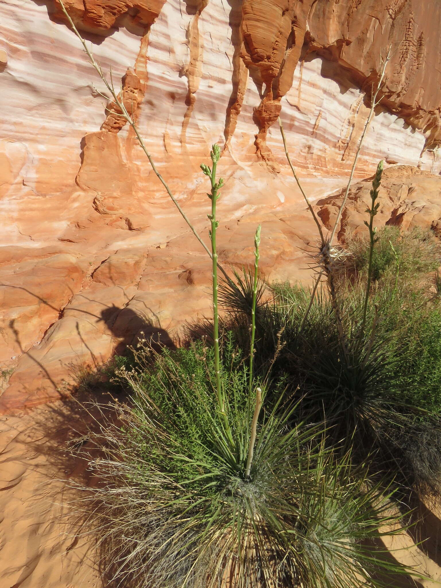 Image of Yucca utahensis McKelvey