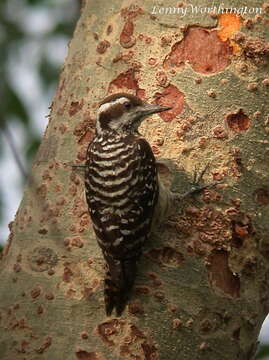 Image de Yungipicus maculatus validirostris (Blyth 1849)