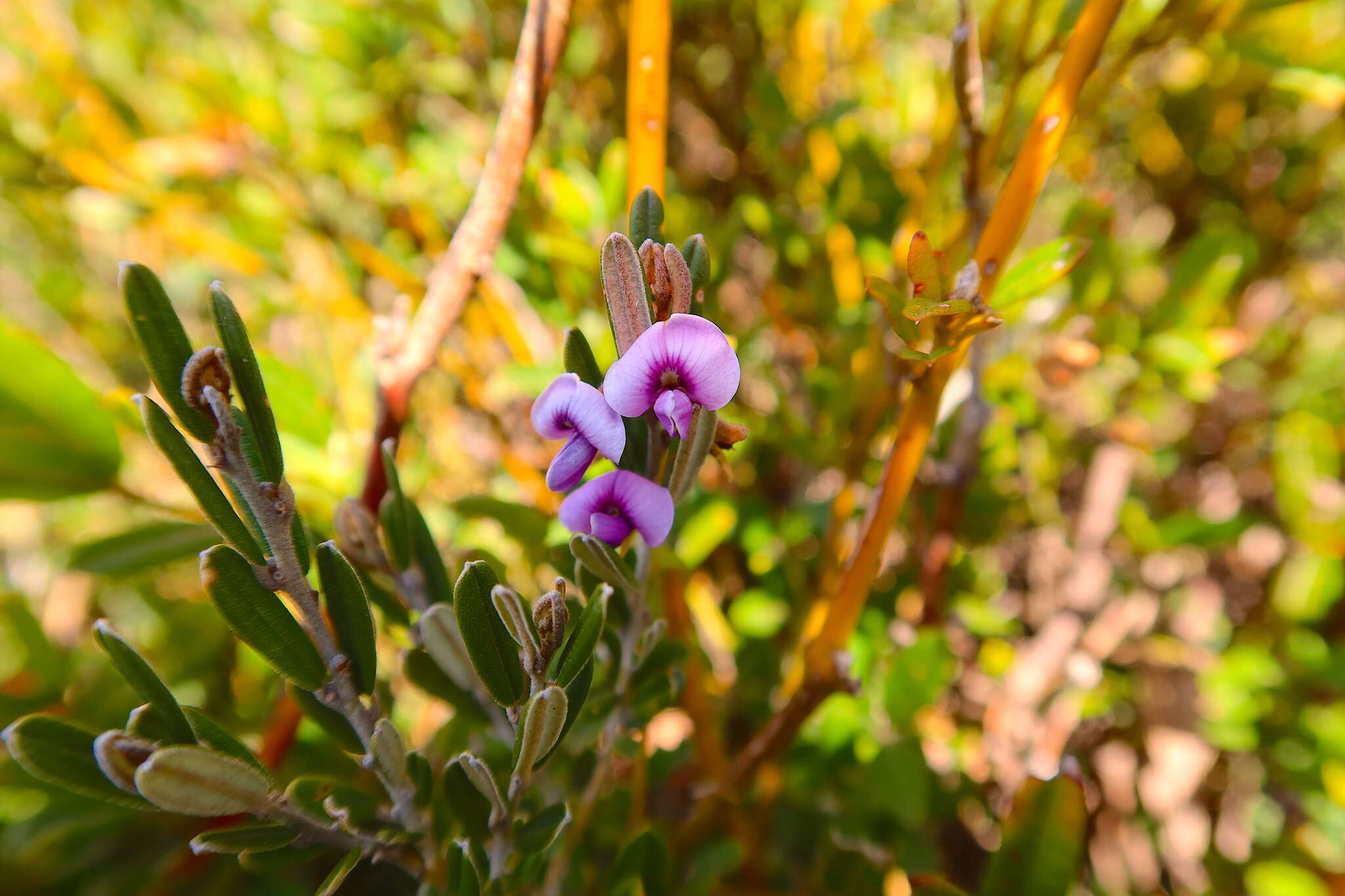 Image of Alpine Hovea