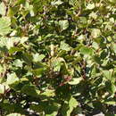 Image of Alnus alnobetula subsp. suaveolens (Req.) Lambinon & Kerguélen