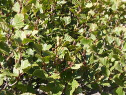 Imagem de Alnus alnobetula subsp. suaveolens (Req.) Lambinon & Kerguélen