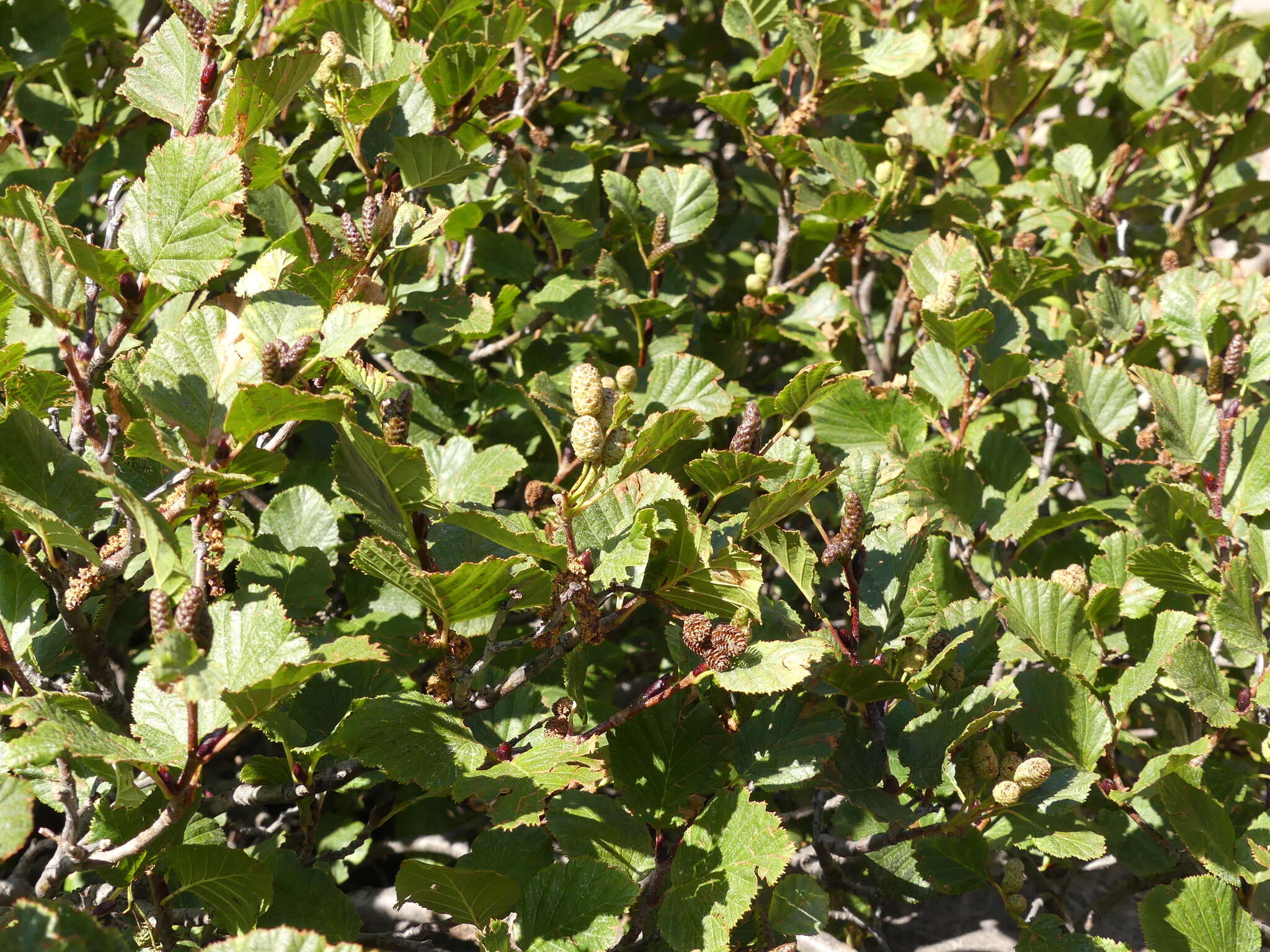 Sivun Alnus alnobetula subsp. suaveolens (Req.) Lambinon & Kerguélen kuva