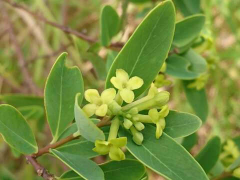 Image of Wikstroemia indica (L.) C. Meyer