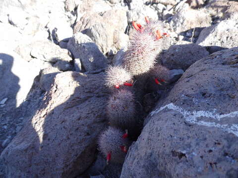 Image of Mammillaria albicans subsp. fraileana (Britton & Rose) D. R. Hunt