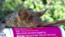 Image of Tadarine Free-tailed Bats