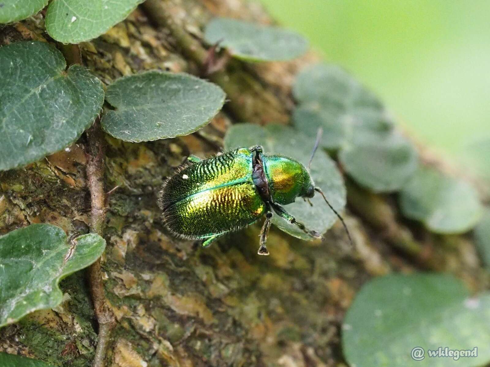 Abirus fortuneii (Baly 1861)的圖片