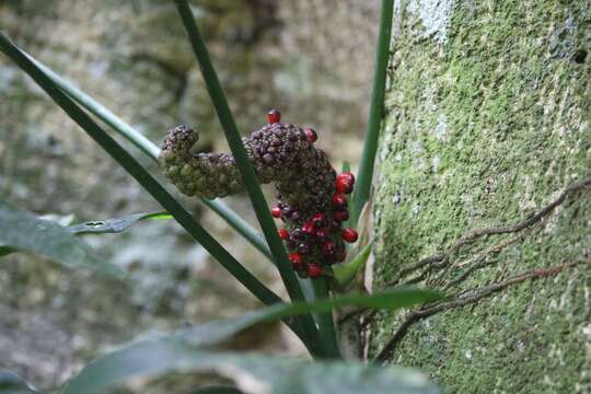 Anthurium pentaphyllum (Aubl.) G. Don的圖片