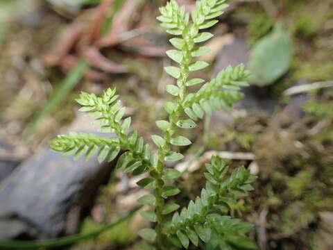 Image of Selaginella remotifolia Spring