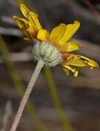 Image of Ursinia abrotanifolia (R. Br.) Spreng.