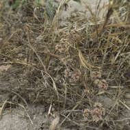 Image of Ben Lomond spineflower