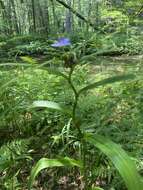 Image of zigzag spiderwort