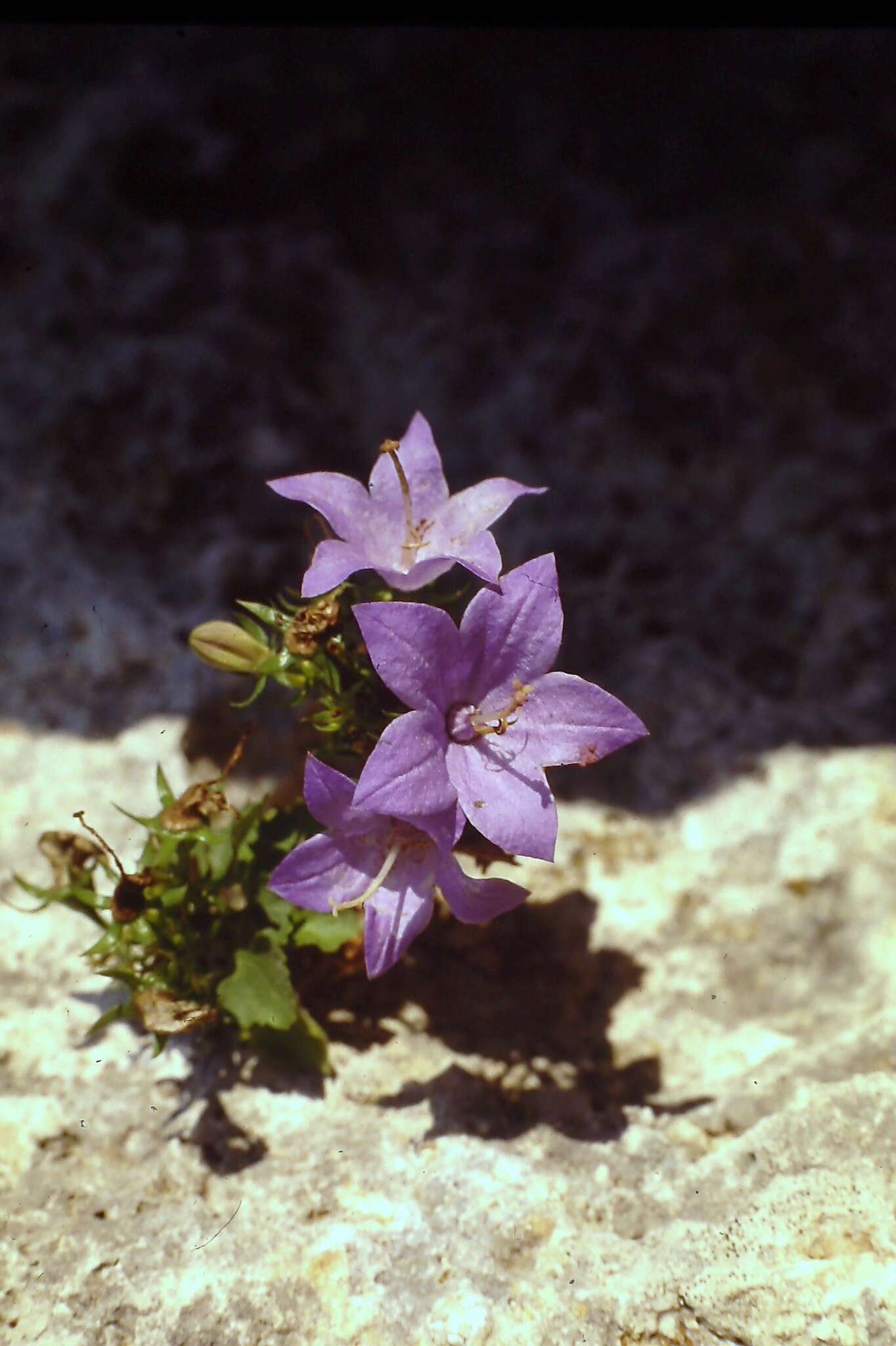 Image of Campanula isophylla Moretti