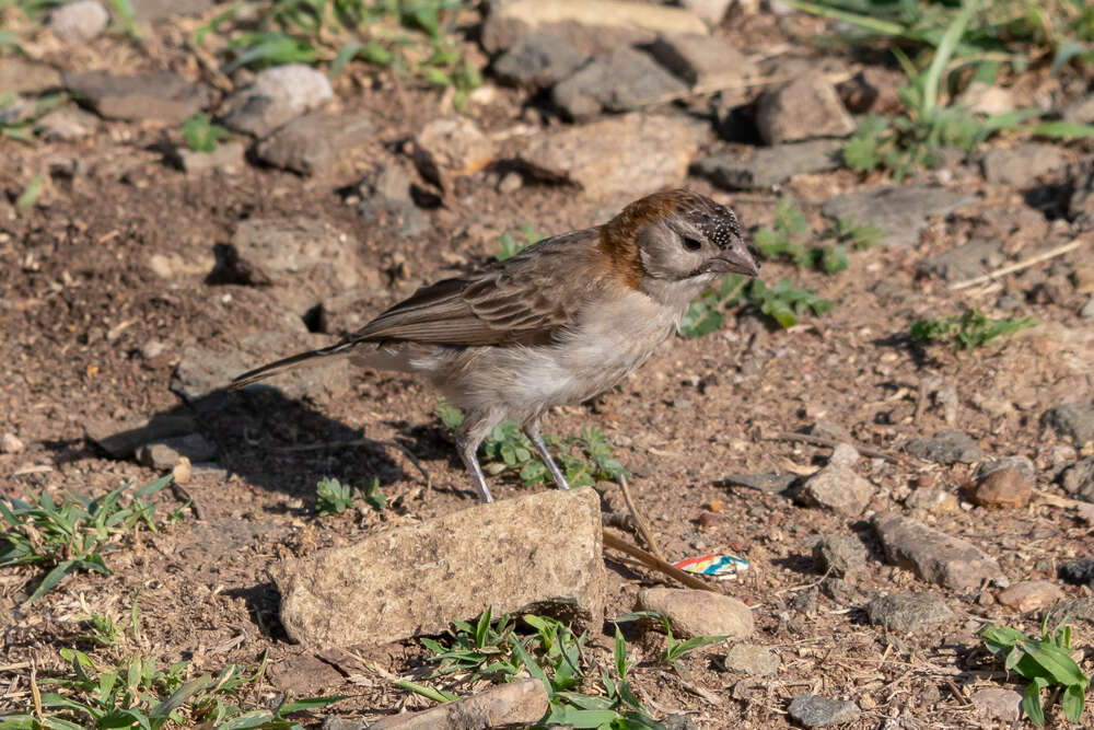 Image de Sporopipes Cabanis 1847