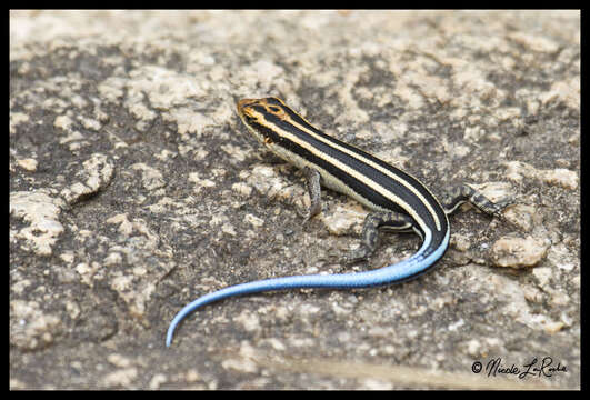 Image of Five-lined Skink