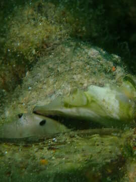 Image of Ostrea stentina Payraudeau 1826