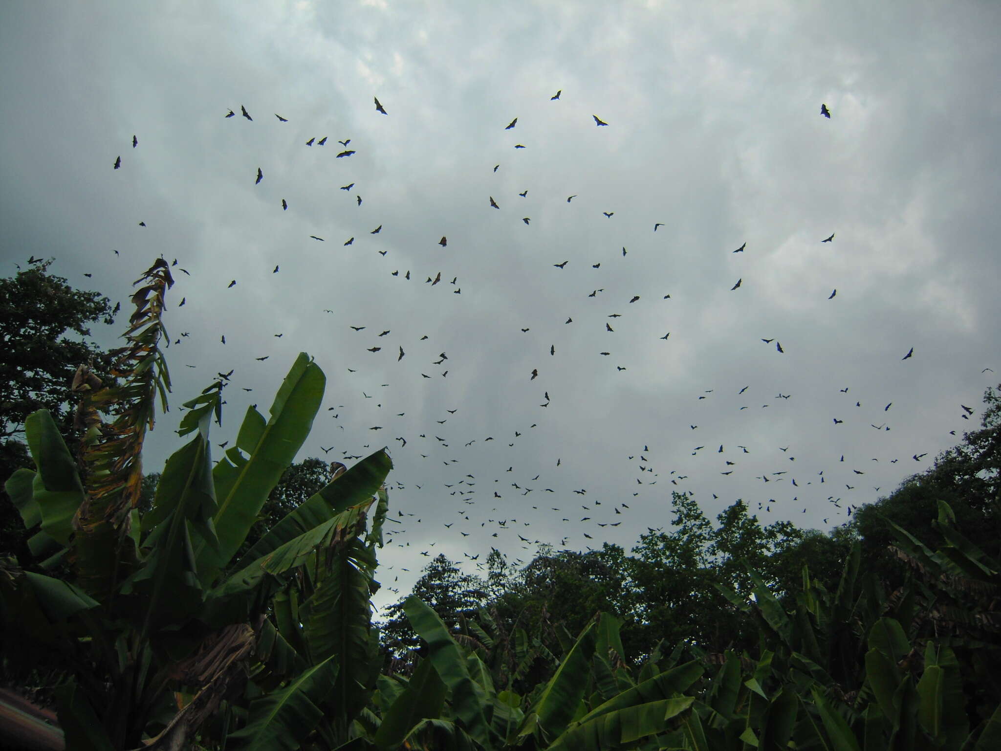 Image of Pemba Flying Fox