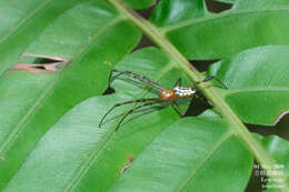 Image of Leucauge tessellata (Thorell 1887)