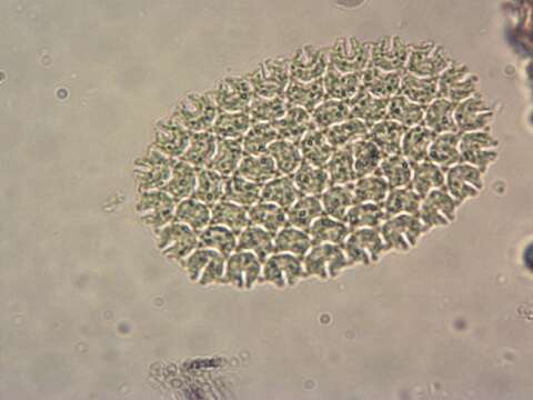 Pediastrum angulosum resmi