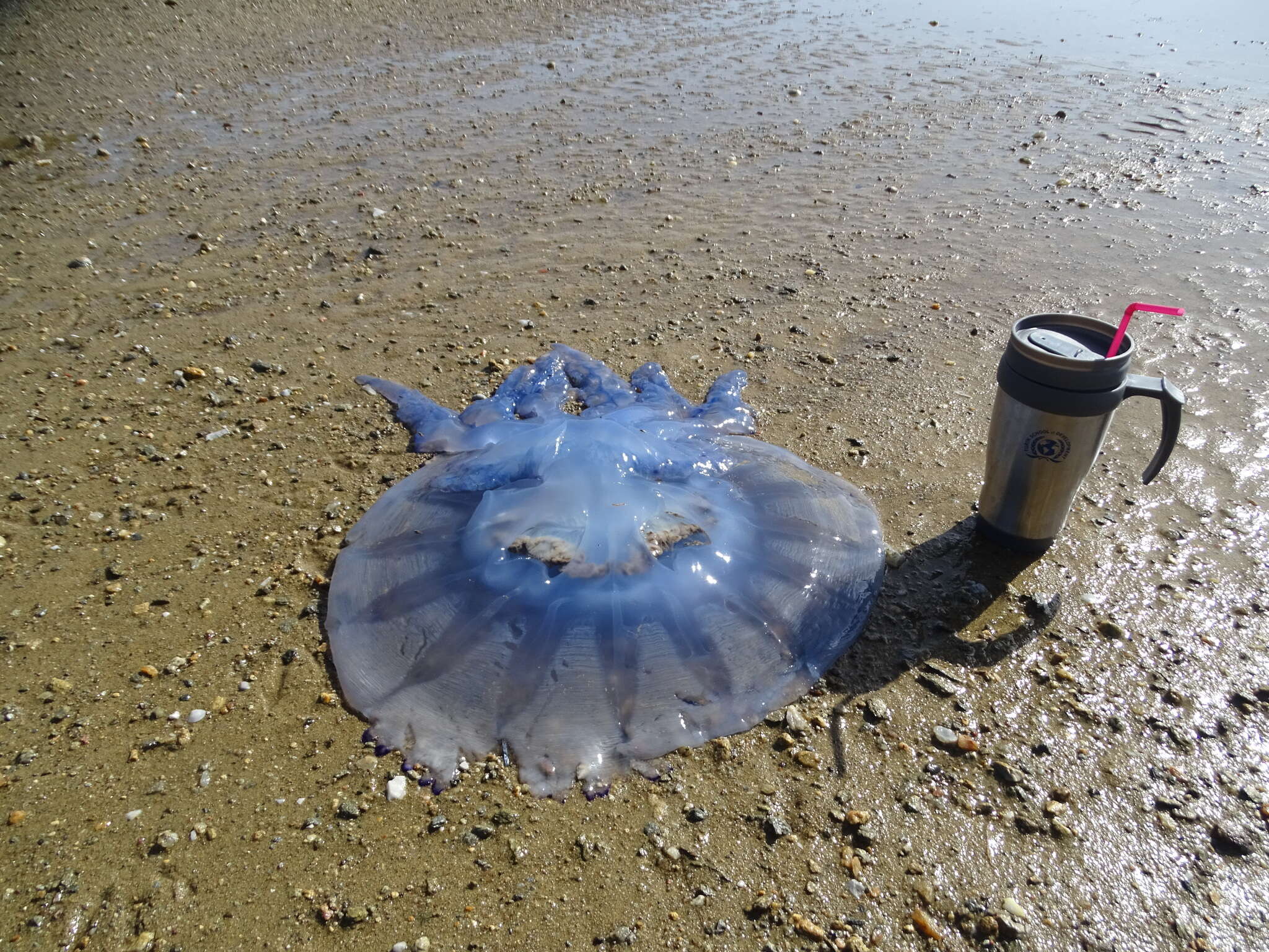 Image of barrel jellyfish