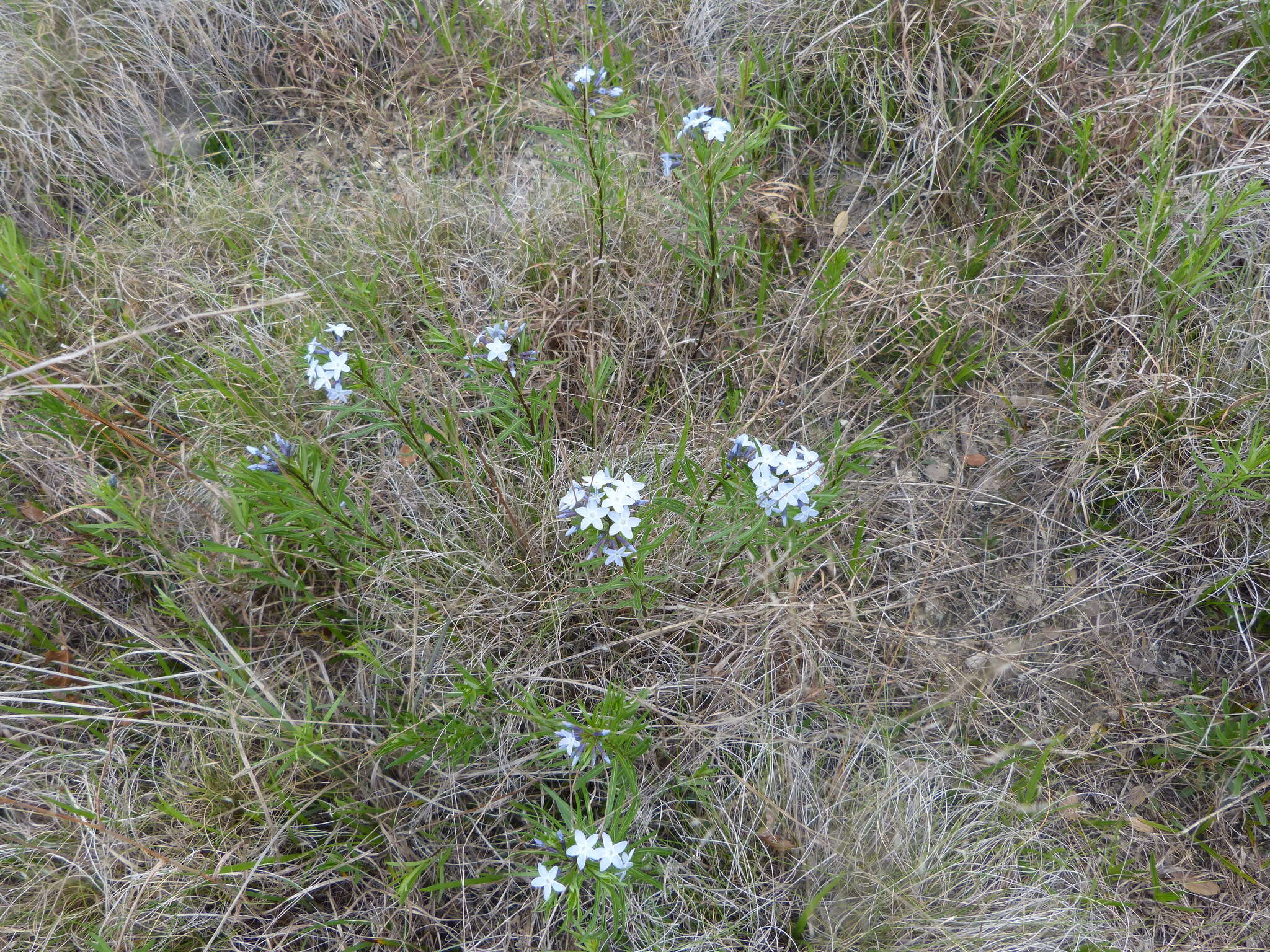 Plancia ëd Amsonia ciliata var. texana (A. Gray) J. M. Coult.