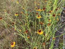 Image de Helenium amphibolum