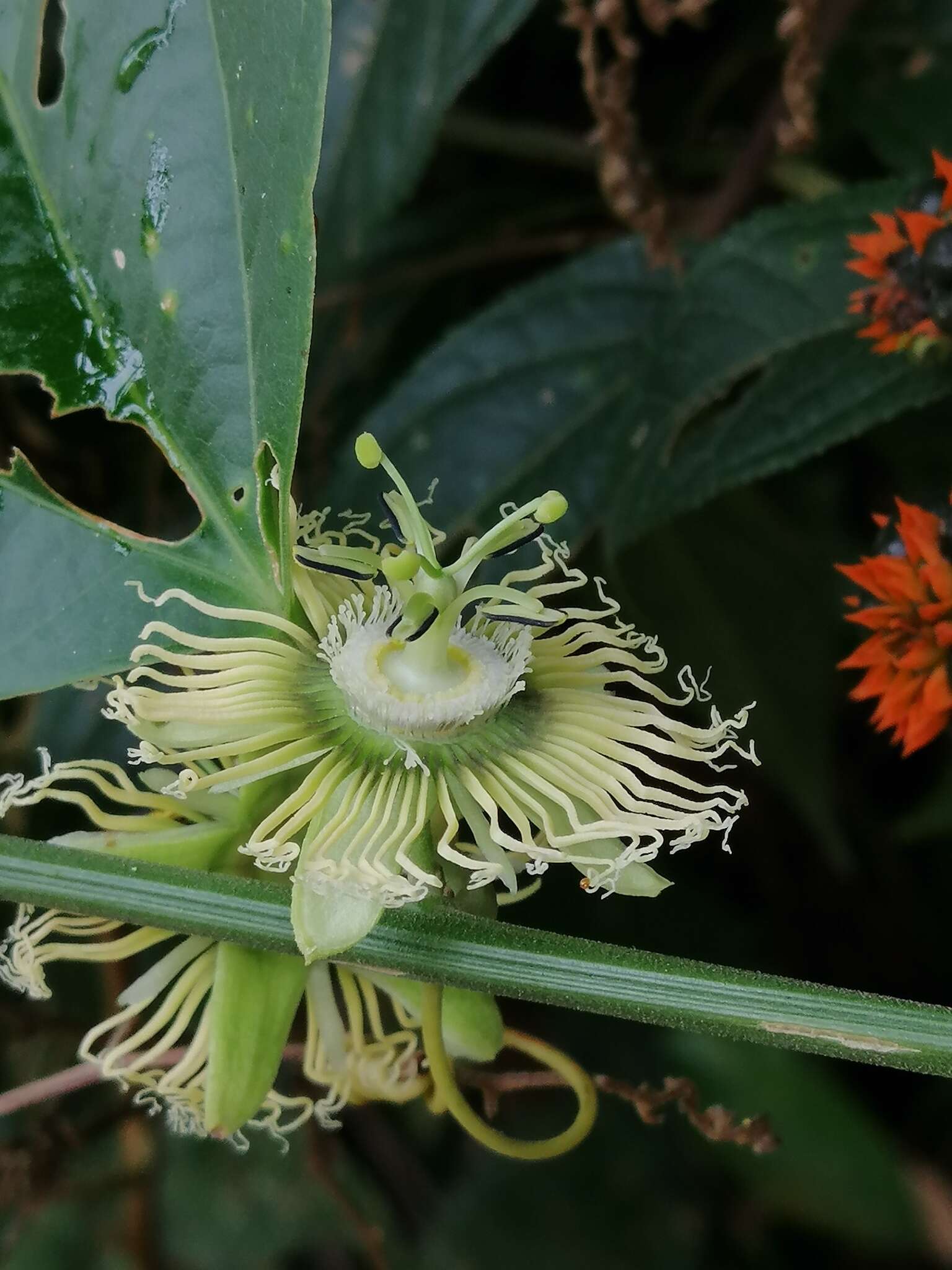 Passiflora auriculata Kunth的圖片