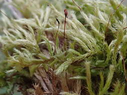 Image of streaky feather-moss