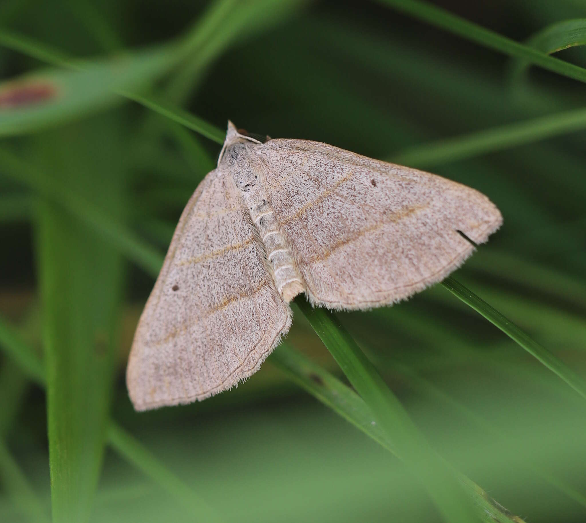 Sivun Scotopteryx mucronata Scopoli 1763 kuva