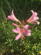 Image of resurrection lily