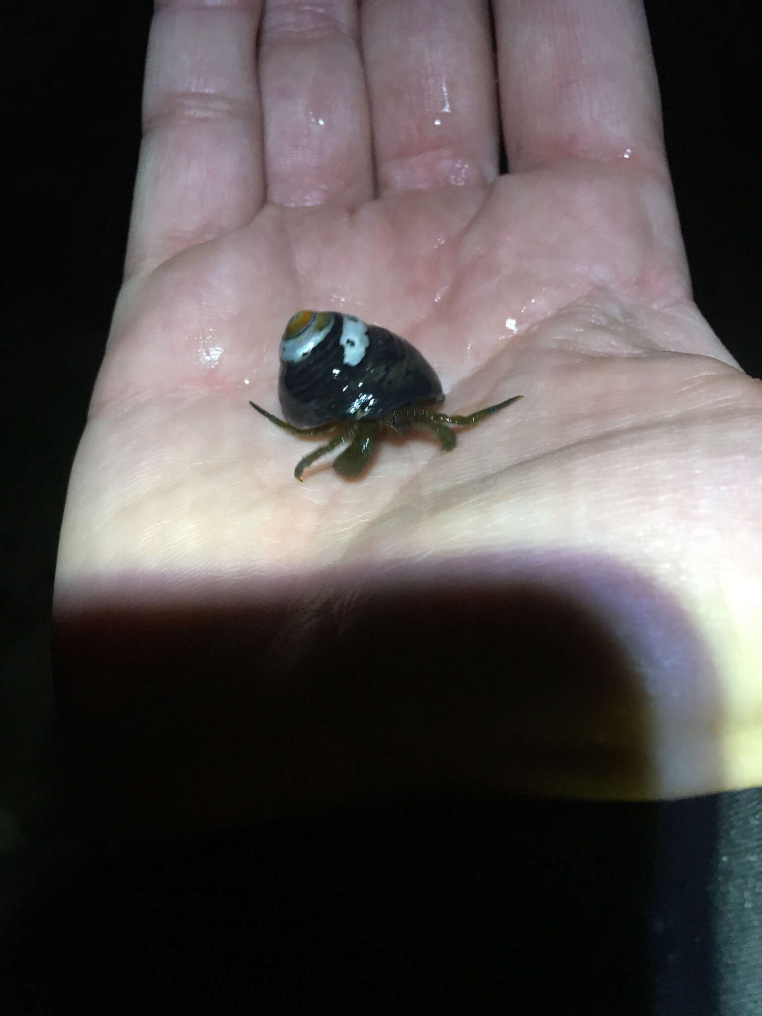 Image of blueband hermit crab