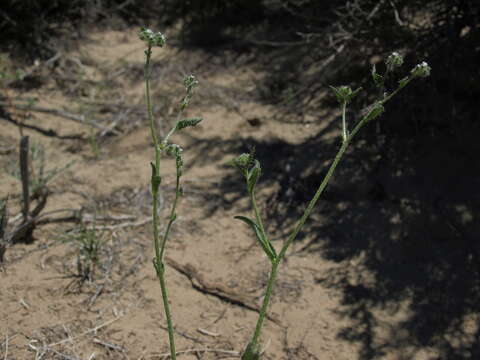 Plancia ëd Cryptantha dumetorum (Greene ex Gray) Greene